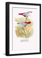 Lavender Finch-Arthur G. Butler-Framed Art Print