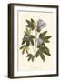 Lavender Floral II-Vision Studio-Framed Art Print