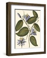 Lavender Floral III-Vision Studio-Framed Art Print