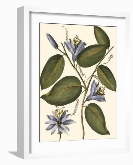 Lavender Floral III-Vision Studio-Framed Art Print