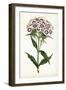 Lavender Florals II-Curtis-Framed Art Print