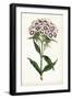 Lavender Florals II-Curtis-Framed Art Print