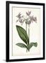 Lavender Florals III-Curtis-Framed Art Print