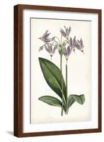 Lavender Florals III-Curtis-Framed Art Print