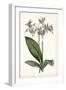 Lavender Florals III-Curtis-Framed Art Print