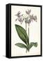 Lavender Florals III-Curtis-Framed Stretched Canvas