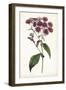 Lavender Florals IV-Curtis-Framed Art Print
