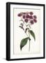 Lavender Florals IV-Curtis-Framed Art Print