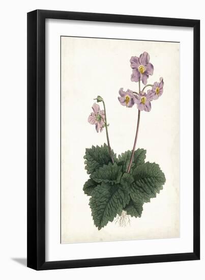 Lavender Florals V-Curtis-Framed Art Print