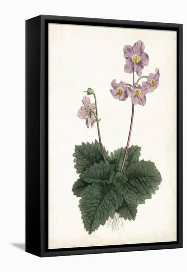 Lavender Florals V-Curtis-Framed Stretched Canvas