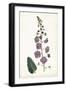 Lavender Florals VI-Curtis-Framed Art Print