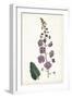 Lavender Florals VI-Curtis-Framed Art Print