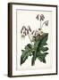 Lavender Florals VII-Curtis-Framed Art Print