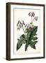 Lavender Florals VII-Curtis-Framed Art Print