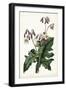 Lavender Florals VII-Curtis-Framed Art Print