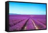 Lavender Flower Blooming Fields Endless Rows-stevanzz-Framed Stretched Canvas