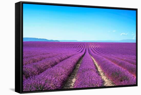 Lavender Flower Blooming Fields Endless Rows-stevanzz-Framed Stretched Canvas