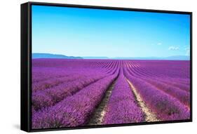 Lavender Flower Blooming Fields Endless Rows-stevanzz-Framed Stretched Canvas