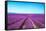 Lavender Flower Blooming Fields Endless Rows-stevanzz-Framed Stretched Canvas