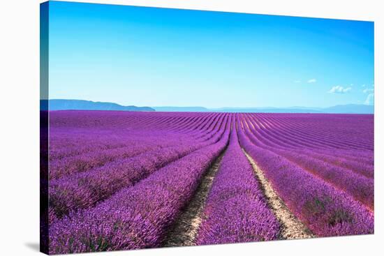 Lavender Flower Blooming Fields Endless Rows-stevanzz-Stretched Canvas