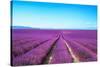 Lavender Flower Blooming Fields Endless Rows-stevanzz-Stretched Canvas