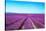 Lavender Flower Blooming Fields Endless Rows-stevanzz-Stretched Canvas