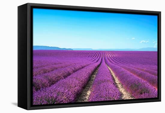 Lavender Flower Blooming Fields Endless Rows-stevanzz-Framed Stretched Canvas