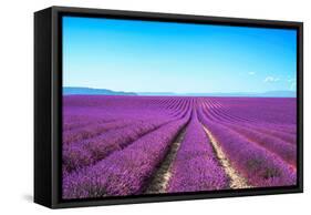 Lavender Flower Blooming Fields Endless Rows-stevanzz-Framed Stretched Canvas