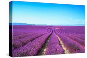 Lavender Flower Blooming Fields Endless Rows-stevanzz-Stretched Canvas