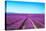 Lavender Flower Blooming Fields Endless Rows-stevanzz-Stretched Canvas