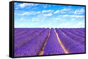 Lavender Flower Blooming Fields Endless Rows-stevanzz-Framed Stretched Canvas