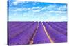 Lavender Flower Blooming Fields Endless Rows-stevanzz-Stretched Canvas