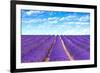 Lavender Flower Blooming Fields Endless Rows-stevanzz-Framed Premium Photographic Print