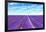 Lavender Flower Blooming Fields Endless Rows-stevanzz-Framed Premium Photographic Print