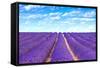 Lavender Flower Blooming Fields Endless Rows-stevanzz-Framed Stretched Canvas