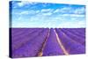 Lavender Flower Blooming Fields Endless Rows-stevanzz-Stretched Canvas