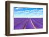 Lavender Flower Blooming Fields Endless Rows-stevanzz-Framed Premium Photographic Print