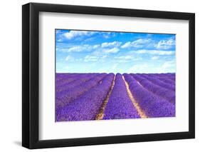 Lavender Flower Blooming Fields Endless Rows-stevanzz-Framed Premium Photographic Print