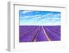 Lavender Flower Blooming Fields Endless Rows-stevanzz-Framed Premium Photographic Print