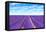 Lavender Flower Blooming Fields Endless Rows-stevanzz-Framed Stretched Canvas