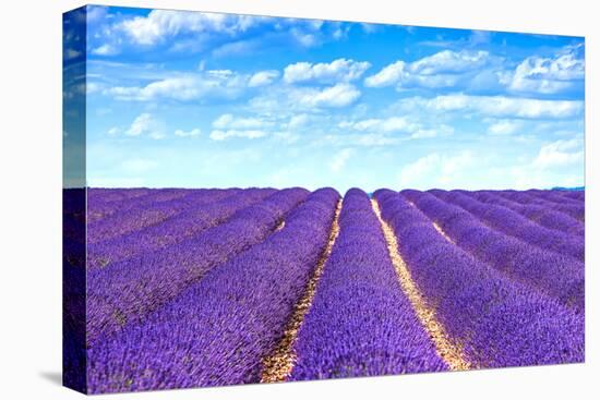 Lavender Flower Blooming Fields Endless Rows-stevanzz-Stretched Canvas