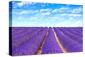 Lavender Flower Blooming Fields Endless Rows-stevanzz-Stretched Canvas