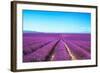 Lavender Flower Blooming Fields Endless Rows-stevanzz-Framed Photographic Print