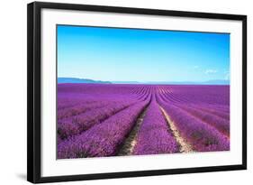 Lavender Flower Blooming Fields Endless Rows-stevanzz-Framed Photographic Print