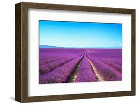 Lavender Flower Blooming Fields Endless Rows-stevanzz-Framed Photographic Print