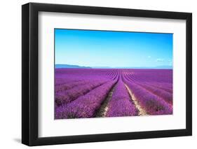 Lavender Flower Blooming Fields Endless Rows-stevanzz-Framed Photographic Print