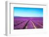 Lavender Flower Blooming Fields Endless Rows-stevanzz-Framed Photographic Print