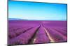 Lavender Flower Blooming Fields Endless Rows-stevanzz-Mounted Photographic Print