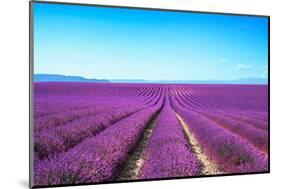 Lavender Flower Blooming Fields Endless Rows-stevanzz-Mounted Photographic Print