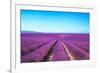 Lavender Flower Blooming Fields Endless Rows-stevanzz-Framed Photographic Print